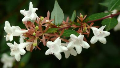 Photo of Abelia da China