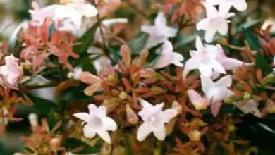 Photo of Abelia x grandiflora Abelia à grande fleur