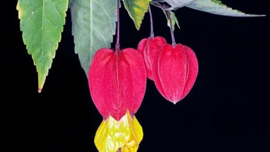 Photo of Abutilon do grande rio, Linterna china