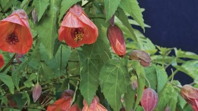 Photo of Abutilon-Hybrid Abutilon