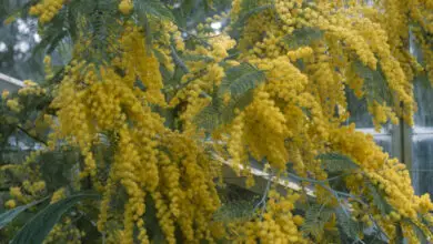 Photo of Acacia dealbata ou mimosa care
