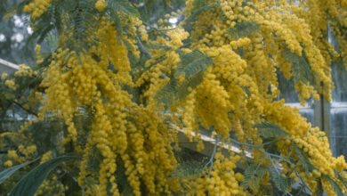 Photo of Acacia dealbata ou mimosa care