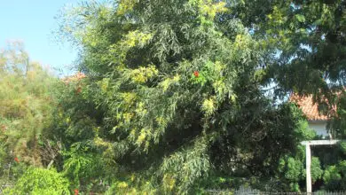 Photo of Acacia retinodes Mimosa des quatre saisons