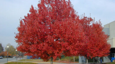 Photo of Acer platanoides ou tratamento de plantas de bordo real