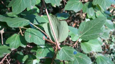 Photo of Acer sempervirens ou Cretan maple plant care