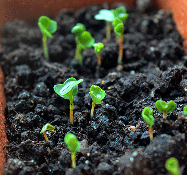 Photo of Aclimatação de plantas de interior ao ar livre