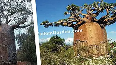 Photo of Adansonia digitata, uma árvore que, quando madura, toma a forma de uma…