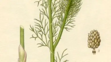 Photo of Adonis vernalis é uma planta preciosa na indústria farmacêutica.