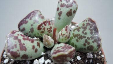 Photo of Adromischus cooperi Adromischus