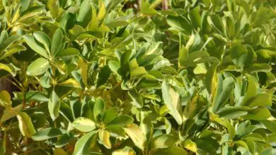 Photo of Aeonium arboricola, Couve