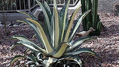 Photo of agave americana variegada