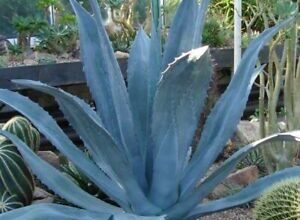 Photo of Agave Americano