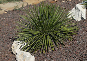 Photo of Agave com flores geminiflora