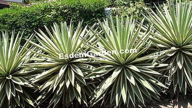 Photo of Agave de folhas estreitas