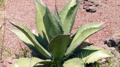 Photo of Agave ferox