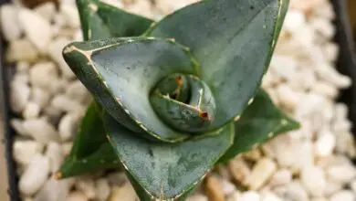 Photo of Agave nain, agave miniatura