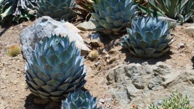 Photo of Agave parassana Agave parassana