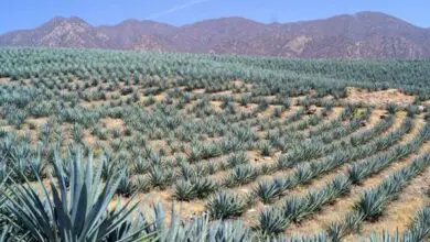 Photo of Agave Tequilana Agave bleu, Agave Tequila