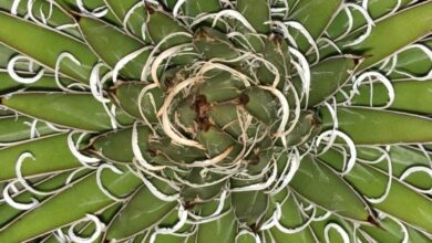 Photo of Agave x leopoldii Agave de Leopoldo