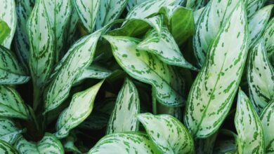 Photo of Aglaonema Cuidados com as plantas