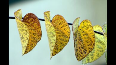 Photo of Ajudando o feijão Yellow Leaf Garden – O que causa as folhas amarelas no feijão?