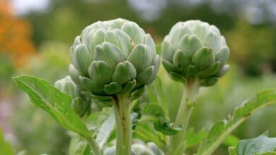 Photo of Alcachofras no seu jardim – Dicas para o cultivo de alcachofras