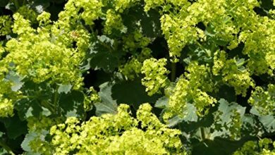 Photo of Alchemilla mollis Alchemilla mollis, o manto da Virgem