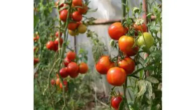 Photo of Alergias às plantas de tomate: Tratar as erupções cutâneas do tomateiro no jardim