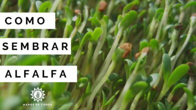 Photo of Alfalfa Cultivation – Como plantar Alfalfa