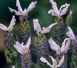 Photo of Alfazema com folhas de samambaia, Lavanda Pennata, Alfazema das Canárias