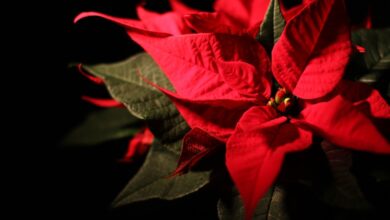 Photo of Algumas dicas para cuidar da sua flor da véspera de Natal