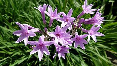 Photo of Alho roxo sul-africano, Tulbaghie violeta