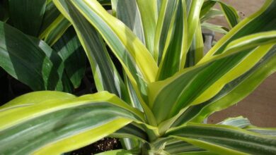 Photo of Alimentando uma dracena