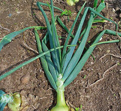 Photo of Allium cepa ou Onion plant care