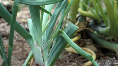 Photo of Allium cepa var. aggregatum Cebolla pomme de terre