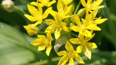 Photo of Allium moly Golden Garlic, Ajo Moly, Ajo Español