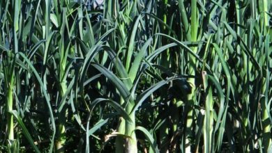 Photo of Allium porrum Leek