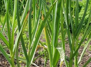 Photo of Allium sativum Alho