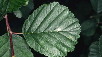 Photo of Alnus glutinosa Amieiro, Amieiro Negro