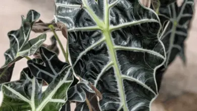 Photo of Alocasia ou Elephant Ear Care Plant Care Guide