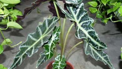 Photo of Alocasias: Dicas para a fertilização de plantas Alocasia