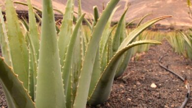 Photo of Aloe