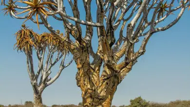 Photo of Aloé como uma árvore gigante