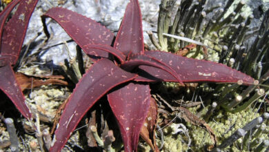 Photo of Aloe erythrophylla Red Leaf Aloe