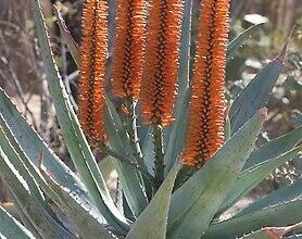 Photo of Aloe ferox, Aloe del Cabo ou Aloe fero plant care