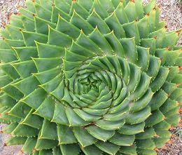 Photo of Aloe polyphylla Espiral de aloe de Lesotho
