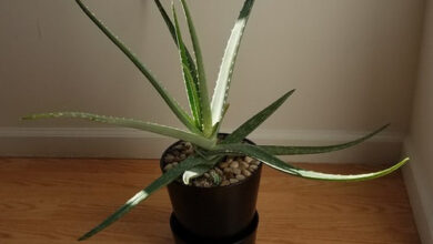 Photo of Aloe Spread