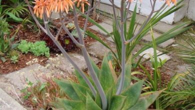 Photo of Aloe striata, aloe coral ou aloe cuidado de plantas