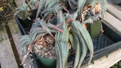 Photo of Aloe suprafoliata plant care ou livro Aloe