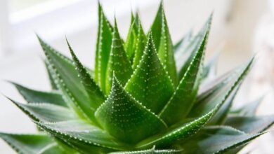 Photo of Aloe tem folhas pegajosas